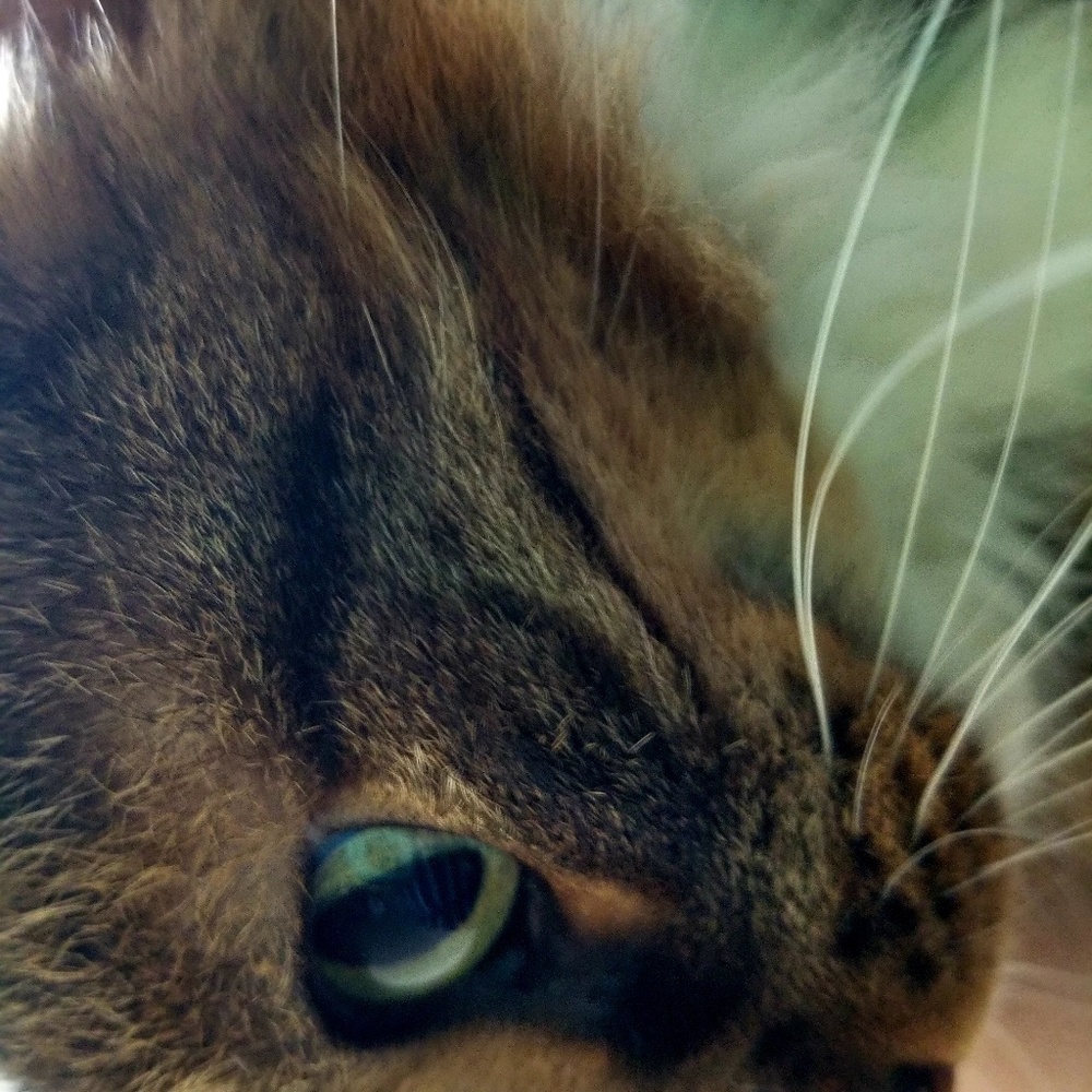 Meet your Posher, Holly